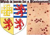 Which is worse for a Plantagenent?