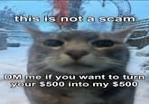 this is not a scam DM me if you want to turn your $500 into my $500