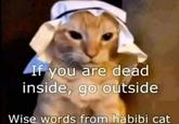 If you are dead inside, go outside Wise words from habibi cat