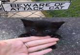 BEWARE OF ATTACK CAT