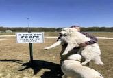 IF YOUR DOG PICK IT UP PLEASE
