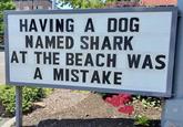 HAVING A DOG NAMED SHARK AT THE BEACH WAS A MISTAKE