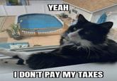 YEAH I DON'T PAY MY TAXES