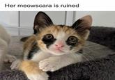Her meowscara is ruined
