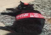 ca-Cola SABOR ORIGINAL Coca-Cola