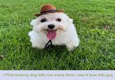 >This f------ dog kills me every time i see it love this guy