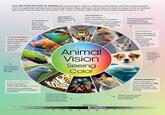 COLOR PERCEPTION IN ANIMALS has evolved to help in collecting information about the environment- from recognizing food sources to selecting mates. Many animals can perceive at least as many colors as humans and some even see into the ultraviolet. (For more on human color vision, see our feature beginning on p. 44.) TETRACHROMACY Cone cell types: 4 Colors perceived: 100 million Most reptiles, amphibians, birds and insects ULTRAVIOLET Birds, bees, and certain fish, including goldfish, perceive ultraviolet light Detecting UV light helps bees find nectar in flowers TRICHROMACY Cone cell types: 3 Colors perceived: 10 million Most primates, old world monkeys, marsupials, some insects, including honey bees In herbivorous primates, color perception is essential for finding edible (immature) leaves DICHROMACY Cone cell types: 2 Colors perceived: 40,000 Most terrestrial non-primate mammals, including dogs and cats Some geckos are capable of seeing color in dim light Animal Vision Seeing Color Dog vision is similar to that of many colorblind humans PENTACHROMACY Cone cell types: 5 Colors perceived: 10 billion Some insects and birds, including pigeons and papilio butterflies Mantis shrimp have complex color vision with at least 12 photo receptor types and polarization detection ELECTROMAGNETIC SPECTRUM 10 10 1 10 10 Optical Spectrum Ultraviolet 10% 10 10° 10 10 10' 10 10 MONOCHROMACY Cone cell types: 1 Colors perceived: 200 Most nocturnal and marine mammals, owl monkeys, and achromat primates Greater mouse-eared bats navigate using polarized light 10 10 10 10