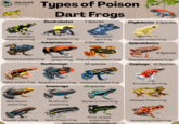 WILDLIFE Nomads Types of Poison Dart Frogs Dendrobates 7 Species Green and Black Poison Dart Frog Dyeing Poison Frog Adelphobates Blue poison dart frog 3 Species Phyllobates 5 Species Golden poison frog Epipedobates 晚 8 Species Chestnut poison frog Splashback poison frog Ranitomeya Five-striped poison frog 22 species Phantasmal poison frog Oophaga 11 Species Uakari poison frog Benedicta poison frog Ameerega Amazonian poison frog 34 species Koi poison dart frog Harlequin Poison Frog Silverstone's poison frog Niceforos's poison frog Bassler's Poison Frog Ecuador poison frog Hahn's Poison Frog Three-striped poison frog Find more at www.wildlifenomads.com Strawberry Poison Frog