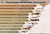 WILDLIFE Nomads Fastest Animals on Land Cheetah 105-130 km/h Pronghorn up to 100 km/h Springbok 80-90 km/h Lion 80 km/h Blackbuck 80 km/h Wildebeest 80 km/h WIFE Greyhound 72 km/h Brown Hare 72 km/h Quarter Horse 71 km/h Kangaroo 70 km/h Find more at www.wildlifenomads.com