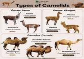 WILDLIFE Nomads Types of Camelids Genus: Lama Genus: Vicugna Llama Lama glama DOMESTIC Guanaco Lama guanicoe WILD Alpaca Vicugna pacos DOMESTIC Camelus (Camels) Bactrian Camel Camelus bactrianus DOMESTIC Wild Camel Camelus ferus WILD Find more at www.wildlifenomads.com Vicuna Vicugna vicugna WILD Dromedary Camelus dromedarius DOMESTIC