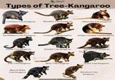 WILDLIFE Nomads Types of Tree-Kangaroo WILDLIFE Lumholtz's Tree Kangaroo Bennett's Tree Kangaroo Matschie's Tree Kangaroo Goodfellow's Tree Kangaroo Lowlands Tree Kangaroo Golden-mantled Tree Kangaroo Tenkile Tree Kangaroo Grizzled Tree Kangaroo Doria's Tree Kangaroo Ifola Tree Kangaroo Black & White Tree Kangaroo WILDLIFE Seri's Tree Kangaroo Ursine Tree Kangaroo Find more at www.wildlifenomads.com Wondiwoi Tree Kangaroo