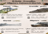 WILDLIFE Nomads ID Guide - Crocodiles, Alligators, Caimans & Gharials Caiman Crocodile WILDLIFE Nomads Narrower snout than alligators, smaller size, upper teeth visible. Central & South America (rivers, swamps, wetlands). Gharials V-shaped snout, both upper & lower teeth visible. the Africa, Asia, Australia, Americas (coastal + freshwater) Alligators Extremely slender snout, perfectly adapted for catching fish. India & Nepal (fish-rich rivers) U-shaped broad snout, only upper teeth visible when mouth closed. Only in the southern Find more at www.wildlifenomads.com United States and China.