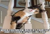 caturdaynightfeverworld.wordpress.com WHEN YOU MEOW BACK AT YOUR CAT AND IT LOOKS AT YOU LIKE THIS
