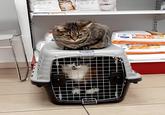 Hil PRESERPTION URINARY Petmate URINARY CARE RISTAS