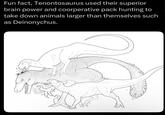 Fun fact, Tenontosaurus used their superior brain power and coorperative pack hunting to take down animals larger than themselves such as Deinonychus. 72