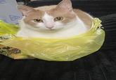 MA