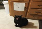 SIT HERE IF YOU LOVE TO YELL