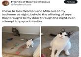 Friends of Bear Cat Rescue @feederofcats Follow I have to lock Wonton and Milo out of my bedroom at night, behold the offering of toys they brought to my door through the night in an attempt to pay admission
