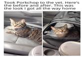 Took Porkchop to the vet. Here's the before and after. This was the look I got all the way home