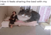 How it feels sharing the bed with my cat.