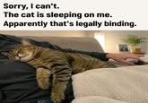 Sorry, I can't. The cat is sleeping on me. Apparently that's legally binding.