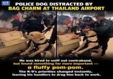 GT POLICE DOG DISTRACTED BY BAG CHARM AT THAILAND AIRPORT K-9 X 31 He was hired to sniff out contraband, but found something far more important a fluffy pom-pom. The K-9's priorities changed instantly, leaving his handlers to drag him back to work.