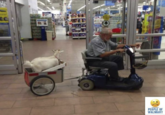 Elderly man on mobility scooter pulling with a goat inside Walmart, showcasing shocking photos. a PEOPLE OF WALMART
