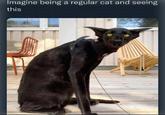 Imagine being a regular cat and seeing this