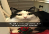 t My cat is very popular for her built in winged eyeliner
