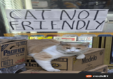 lla CAT NOT FRIENDLY CELSIU LEGENDARY STALCA IMPORTED REER FOUR-PACKS 12 FL OZ BOTTLES PACIFICO CLARA Macallan Mepal 80660 del egra MERIA EXICO MUERTOS DIA DE LOS MODELO Coor WWW.ALL MOTIES Model reddit