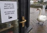 PLEASE DO NOT LET THE SWAN INSIDE. HE DOES NOT WORK HERE.