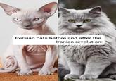 Persian cats before and after the Iranian revolution: