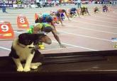 人類最速×ボルト ■決勝進出 3着+3名 男子 200m 予選3 ボルト MONDO 9 MONDO 8 SHARP この サニブ