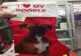 MY POODLE ngou