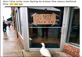 Am I the only one dying to know the story behind this DO NOT LET THE DUCK IN
