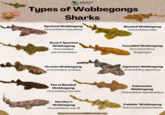 WILDLIFE Nomads Types of Wobbegongs Sharks Spotted Wobbegong Orectolobus maculatus Banded Wobbegong Orectolobus halei Dwarf Spotted Wobbegong Orectolobus parvimaculatus Tasselled Wobbegong Eucrossorhinus dasypogon Ornate Wobbegong Orectolobus ornatus Japanese Wobbegong Orectolobus japonicus Floral Banded Wobbegong Orectolobus floridus Indonesian Wobbegong Orectolobus leptolineatus Northern Wobbegong Orectolobus wardi Find more at www.wildlifenomads.com Cobbler Wobbegong Sutorectus tentaculatus