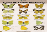 WILDLIFE Nomads Types of Yellow Butterfly Clouded Sulphur Orange Sulphur Little Yellow Eastern Tiger Swallowtail WILDLIFE Nomads Cloudless Sulphur Southern Dogface Clouded Yellow Berger's Clouded Yellow Pale Clouded Yellow Brimstone Cleopatra Lemon Migrant WILDLIFE Nomads Common Grass-yellow Small Grass-yellow Chequered Swallowtail Find more at www.wildlifenomads.com