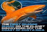 THE FIRST ORANGE SHARK ON THE PLANET DISCOVERED OFF THE COAST OF COSTA RICA