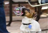 PERFECTLY TIMED PHOTOS.COM