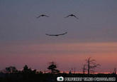 PERFECTLY TIMED PHOTOS.COM
