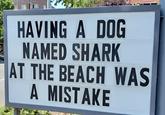 HAVING A DOG NAMED SHARK AT THE BEACH WAS A MISTAKE