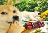 00:59 dogemuchwow.com