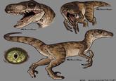 BLSWIFT THIEF BLSWIFT THIEF BLSWIFT THIEF 1997 VELOCIRAPTOR (FEMALE)