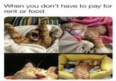 When you don't have to pay for rent or food