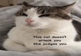 This cat doesn't attack you She judges you