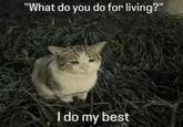 "What do you do for living?" I do my best