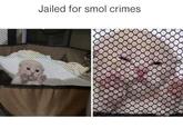 Jailed for smol crimes.