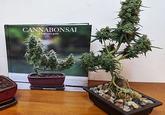 CANNABONSAI A beginners guide