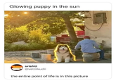Glowing puppy in the sun srishti @velliikudii the entire point of life is in this picture