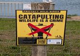 3 PROTECT WILD BIRDS CATAPULTING WILDLIFE IS A CRIME RECOGNISE/RECORD / REPORT RECOGNISE: If you see someone with a catapult targeting wildlife its a crime. Report it. RECORD: If you have the opportunity to use a mobile phone without putting yourself in danger Record It. REPORT: If crime in action call 999 otherwise 101 and report to Animal Crimewatch. OP LAKESHOT HERTFORDSHIRE CONSTABULARY Rural Operational Support Team